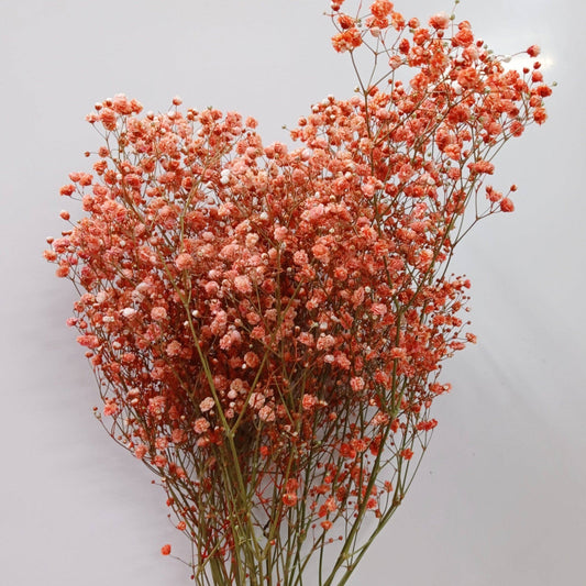 Gypsophila Baby's Breath - Orange [10 Stems]