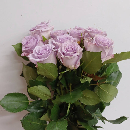 Rose 50cm Ocean Song - Light Purple (10 Stems)