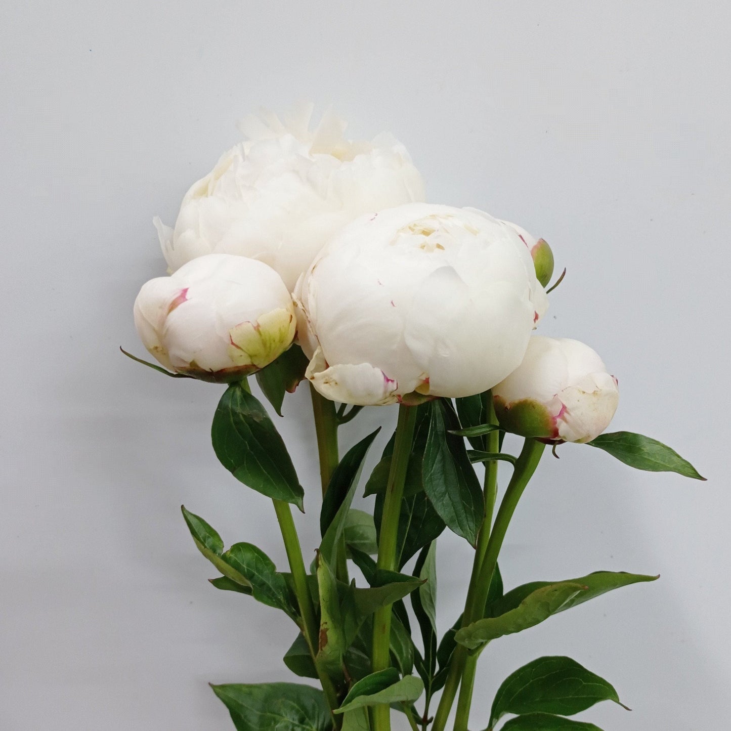 Peony  - Cream