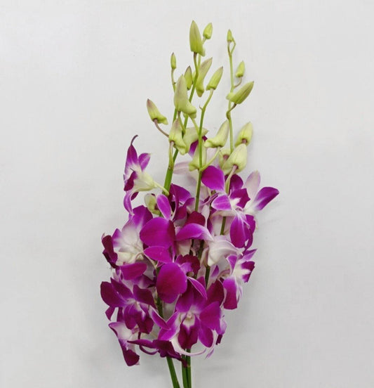 Orchid - Bon (10 Stems)