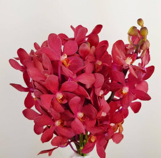 Orchid - Maroon (10 Stems)