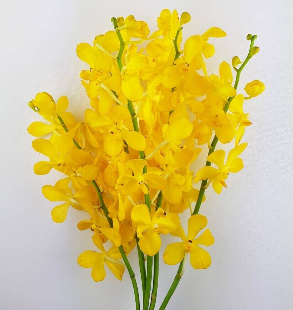 Orchid - Yellow [5 Stems]