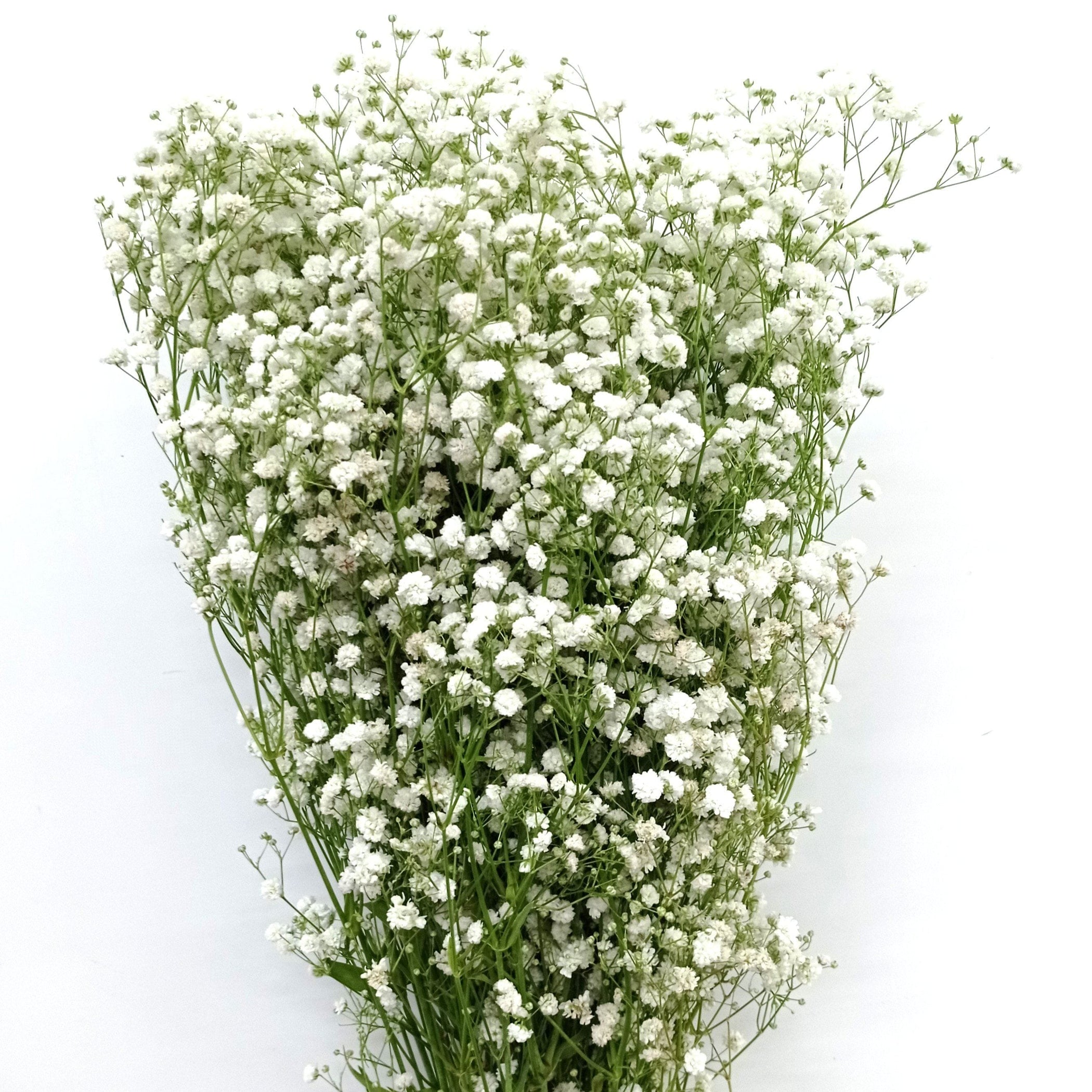 Fresh Baby's Breath Wholesale | Floristika.com.my