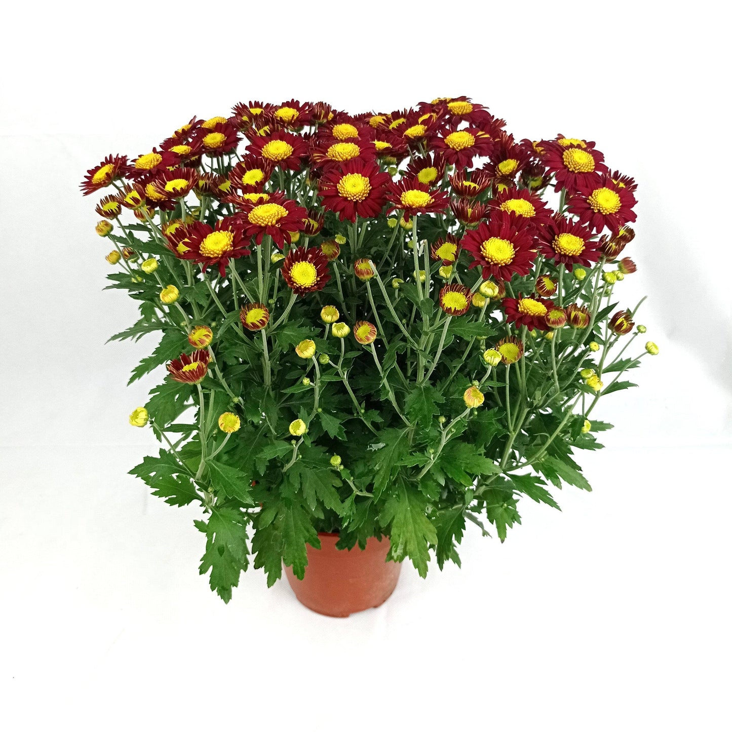 Chrysanthemum - Maroon (P150)