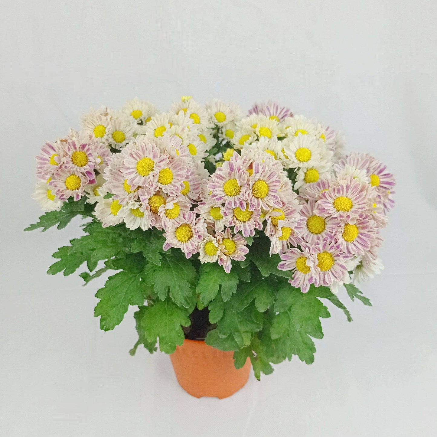 Chrysanthemum - Pink (P150)