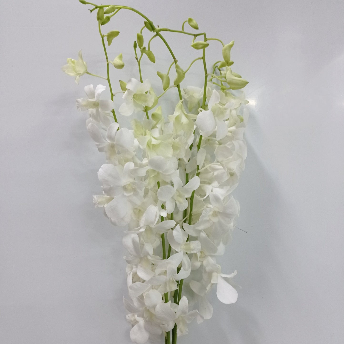 Orchid - White (5 Stems)