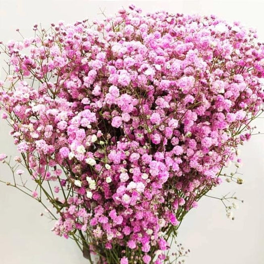 Gypsophila Baby's Breath (Imported) - Pink [10 Stems]