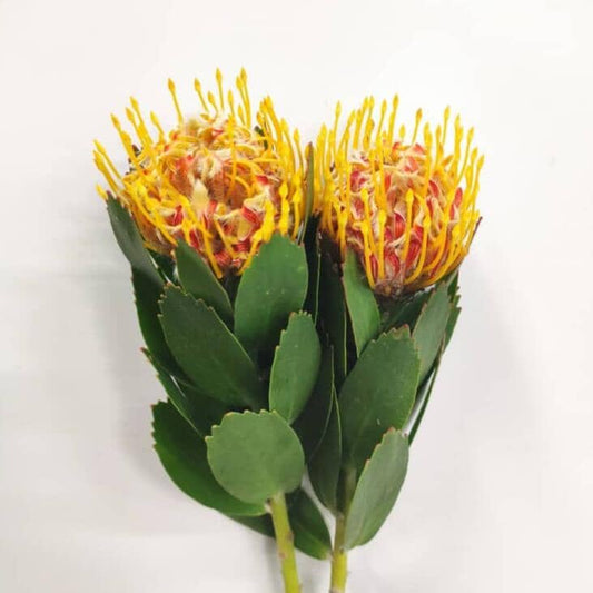 Leucospermum/Pincushions - Orange (3 Stems)