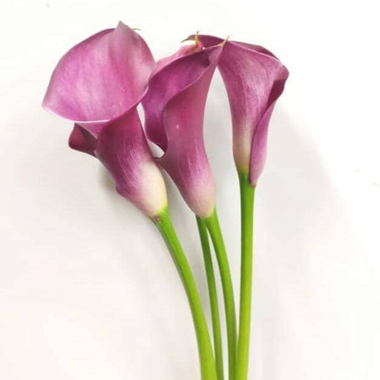 Calla Lily - Nashville Purple Cream