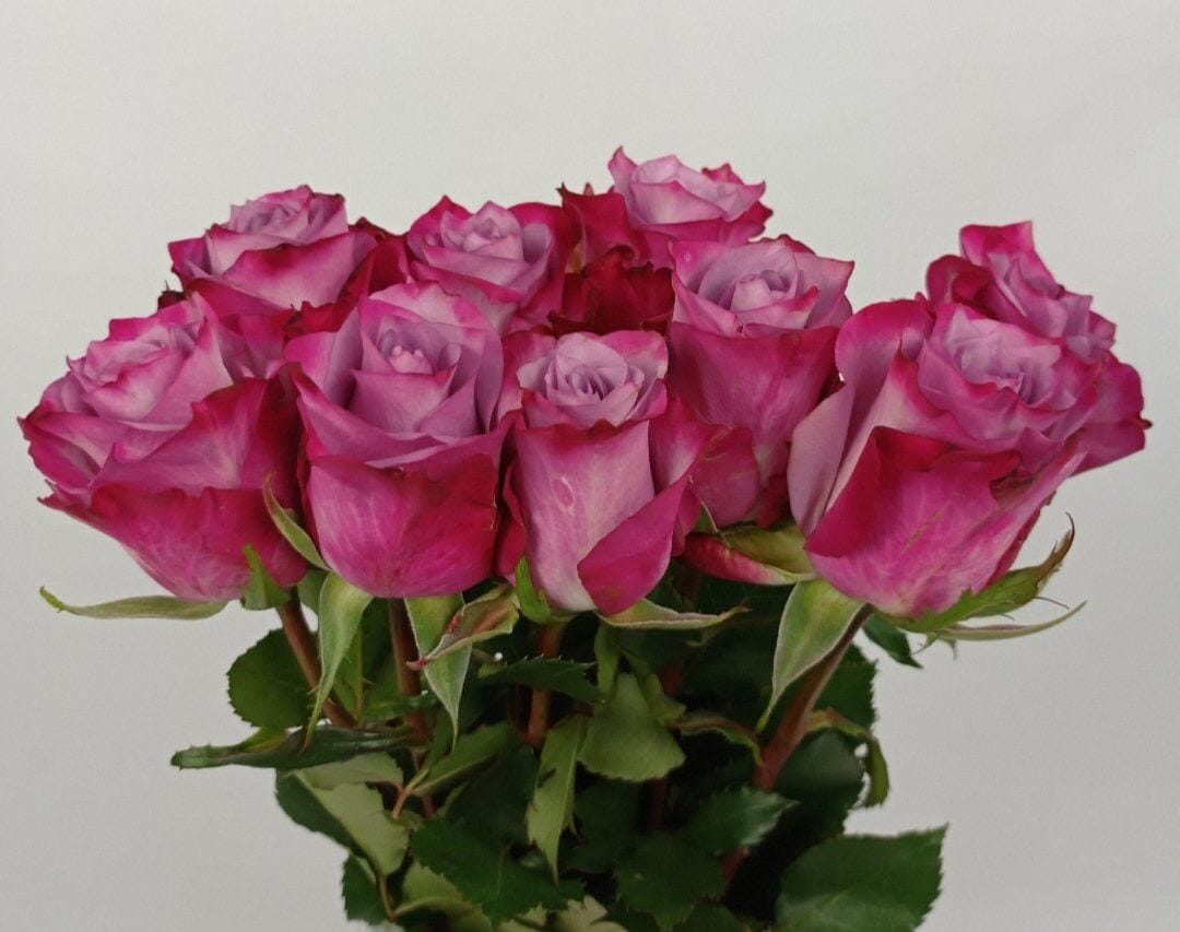 Rose Deep Purple 50cm (Imported) - Purple [25 Stems]