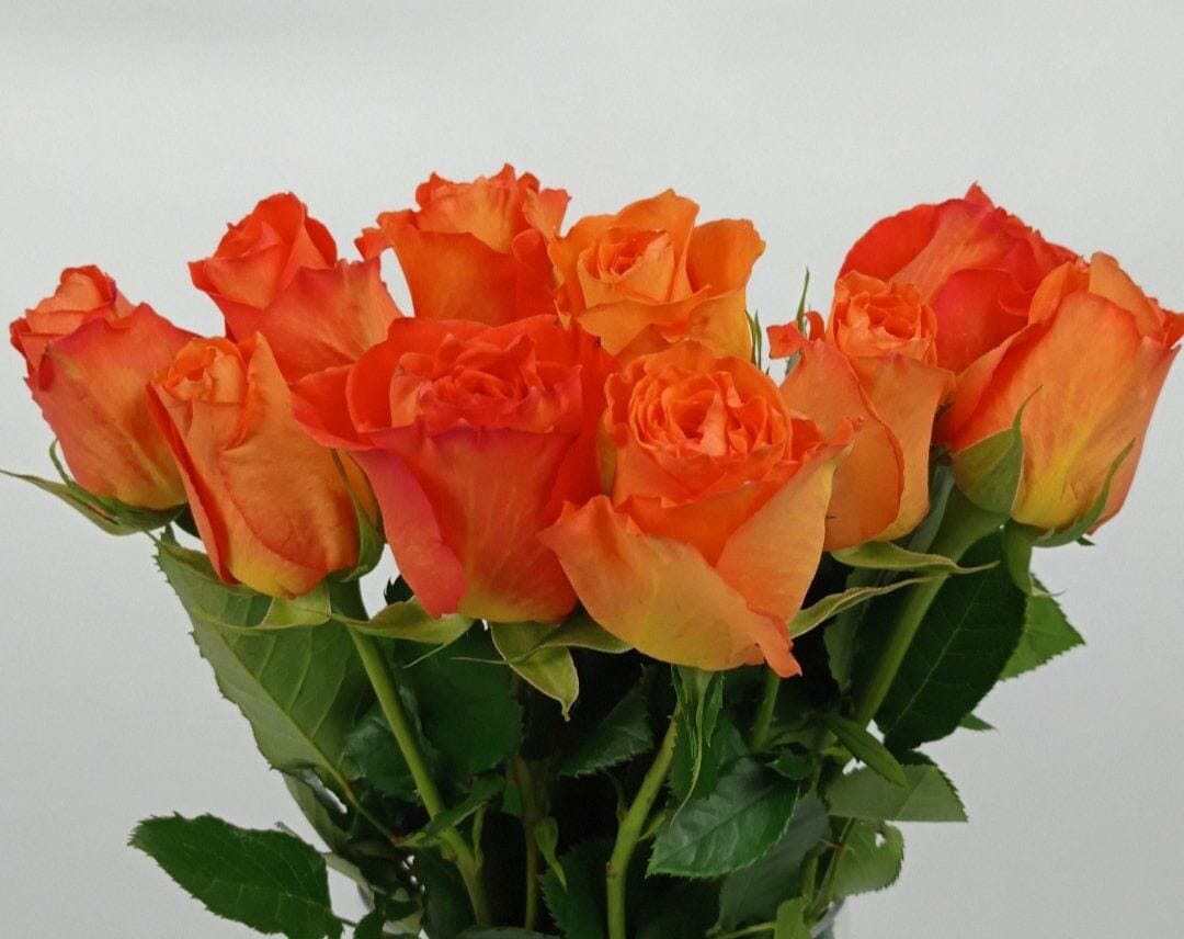 Rose Confidential 50cm  - Orange