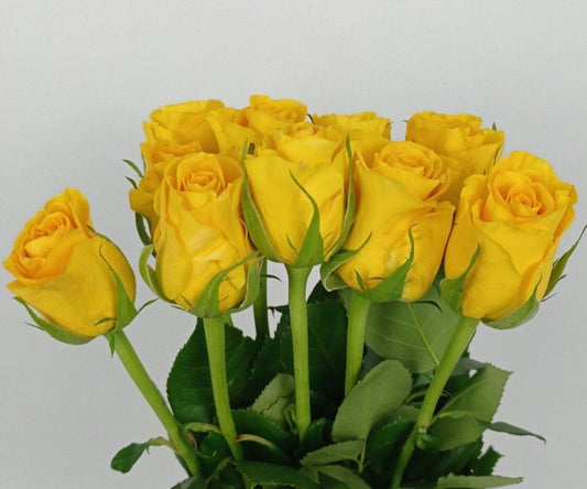 Rose 50cm Brighton - Yellow [10 Stems]