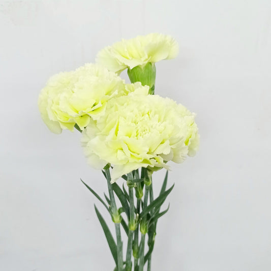 Carnation Jungle - Light Green