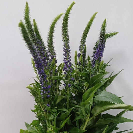 Veronica - Purple (5 Stems)