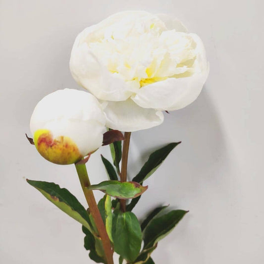 Peony  - White (5 Stems)