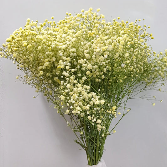 Gypsophila Baby's Breath (Imported) - Yellow [25 Stems]