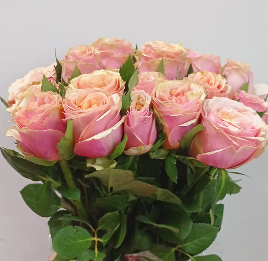 Rose - 2 Tone Orange Pink (10 Stems)