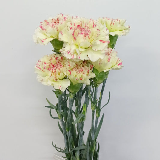 Carnation - 2 Tone Light Green Pink