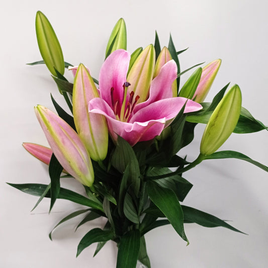 Lily - Oriental Albareto Pink (2heads)