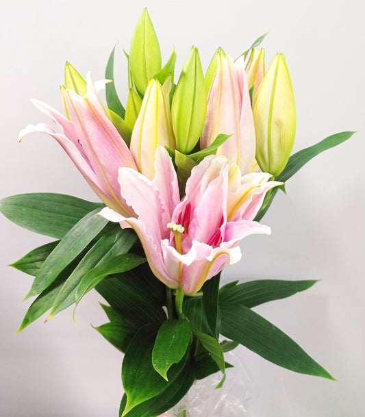 Lily - Oriental Catemaco Light Pink