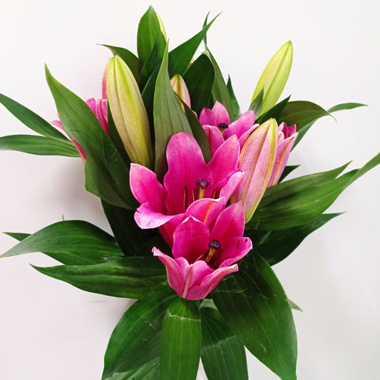 Lily - Oriental Dalian Dark Pink