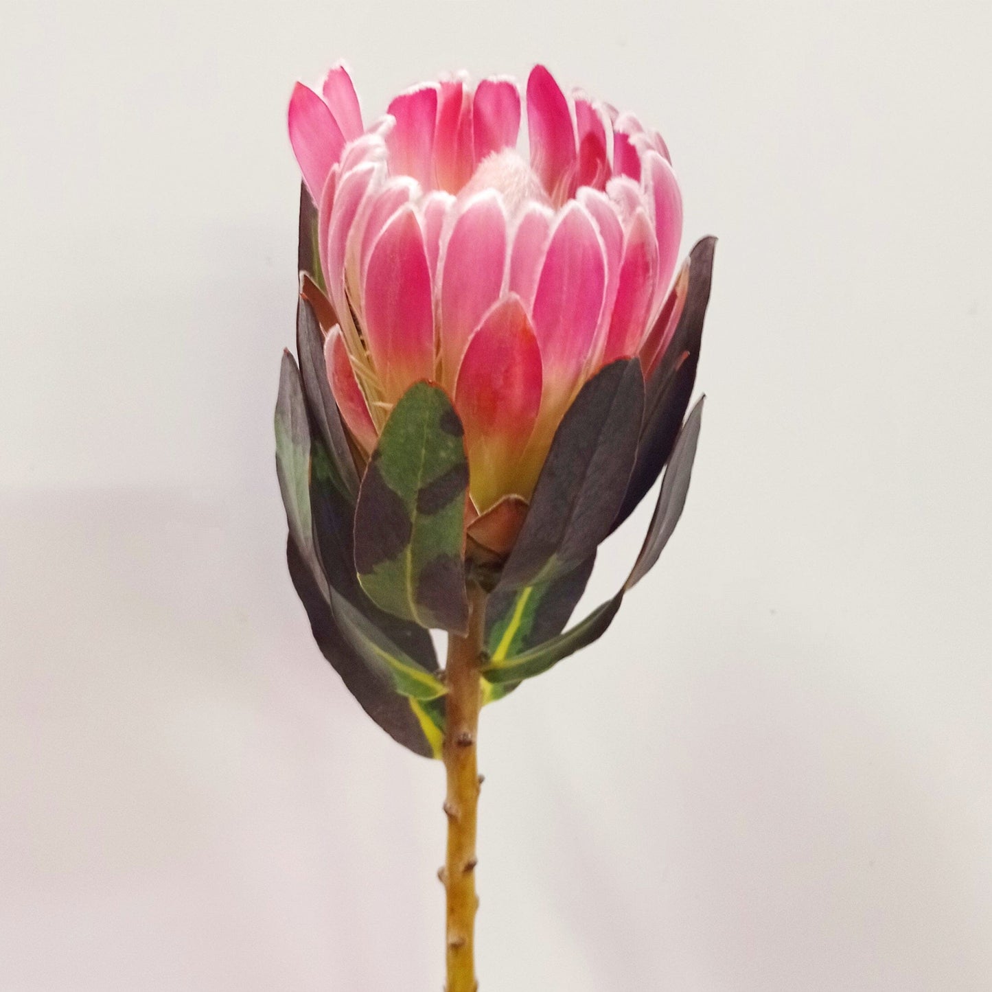 Protea Brenda