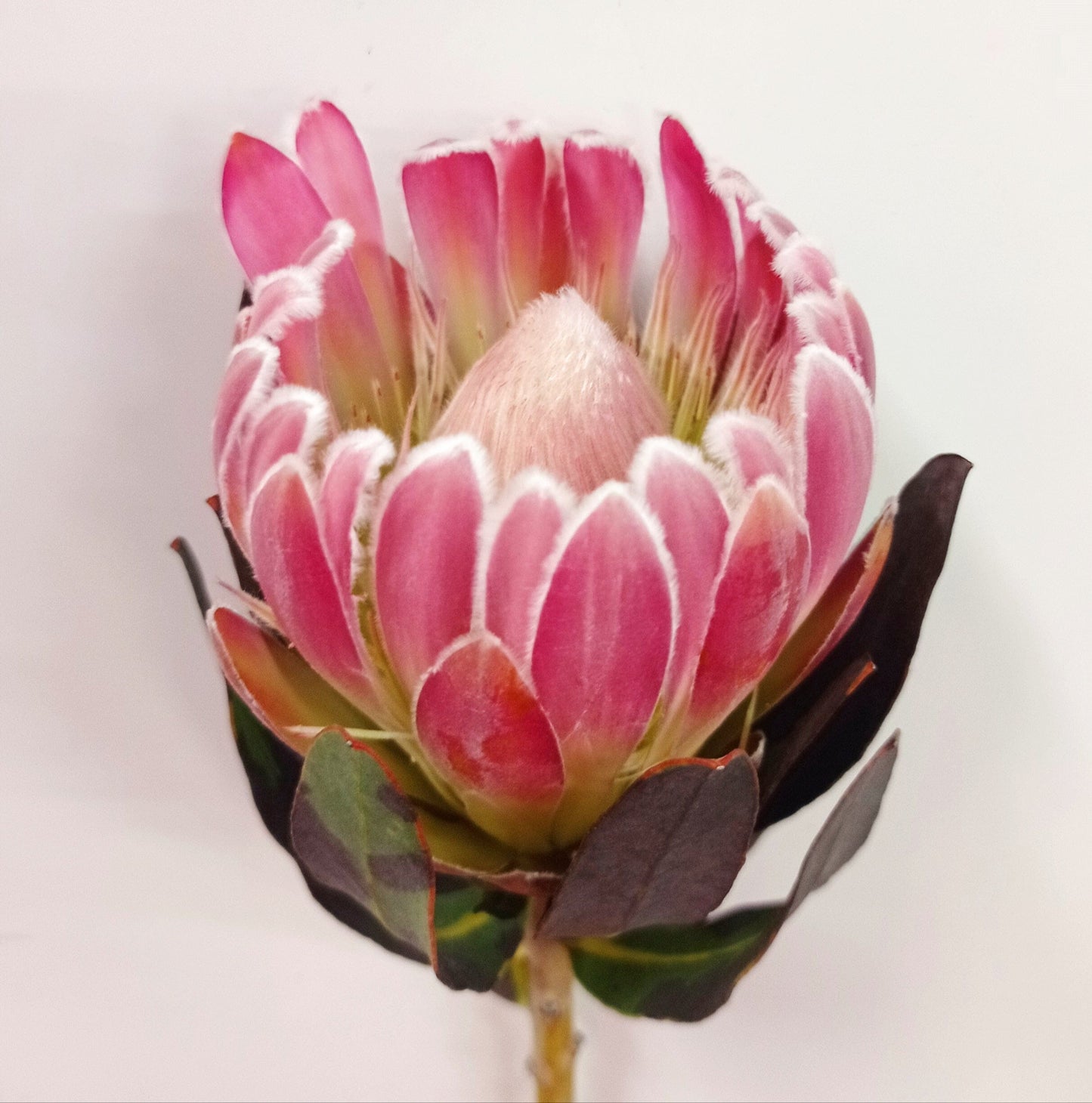 Protea Brenda