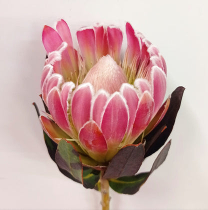 Protea Brenda