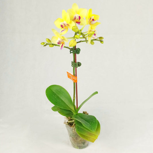 Phalaenopsis Mini   - Yellow