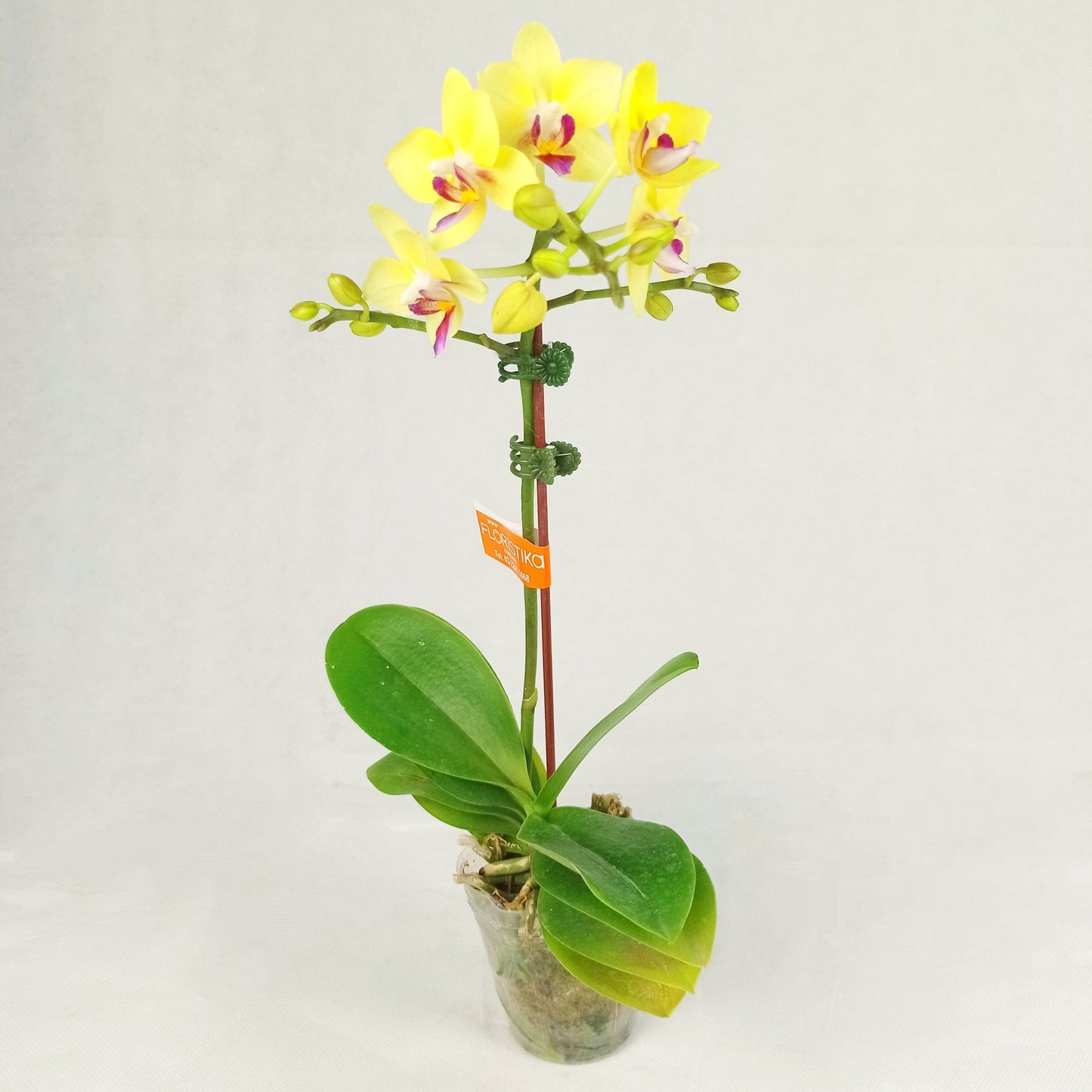 Phalaenopsis Mini - Yellow