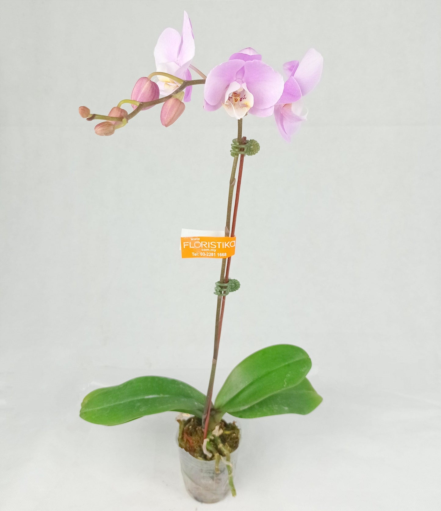 Phalaenopsis Mini - Light Purple