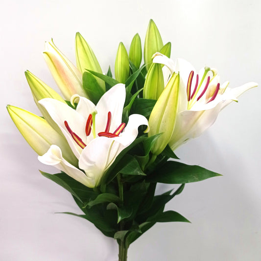 Lily - Oriental Helvetia White