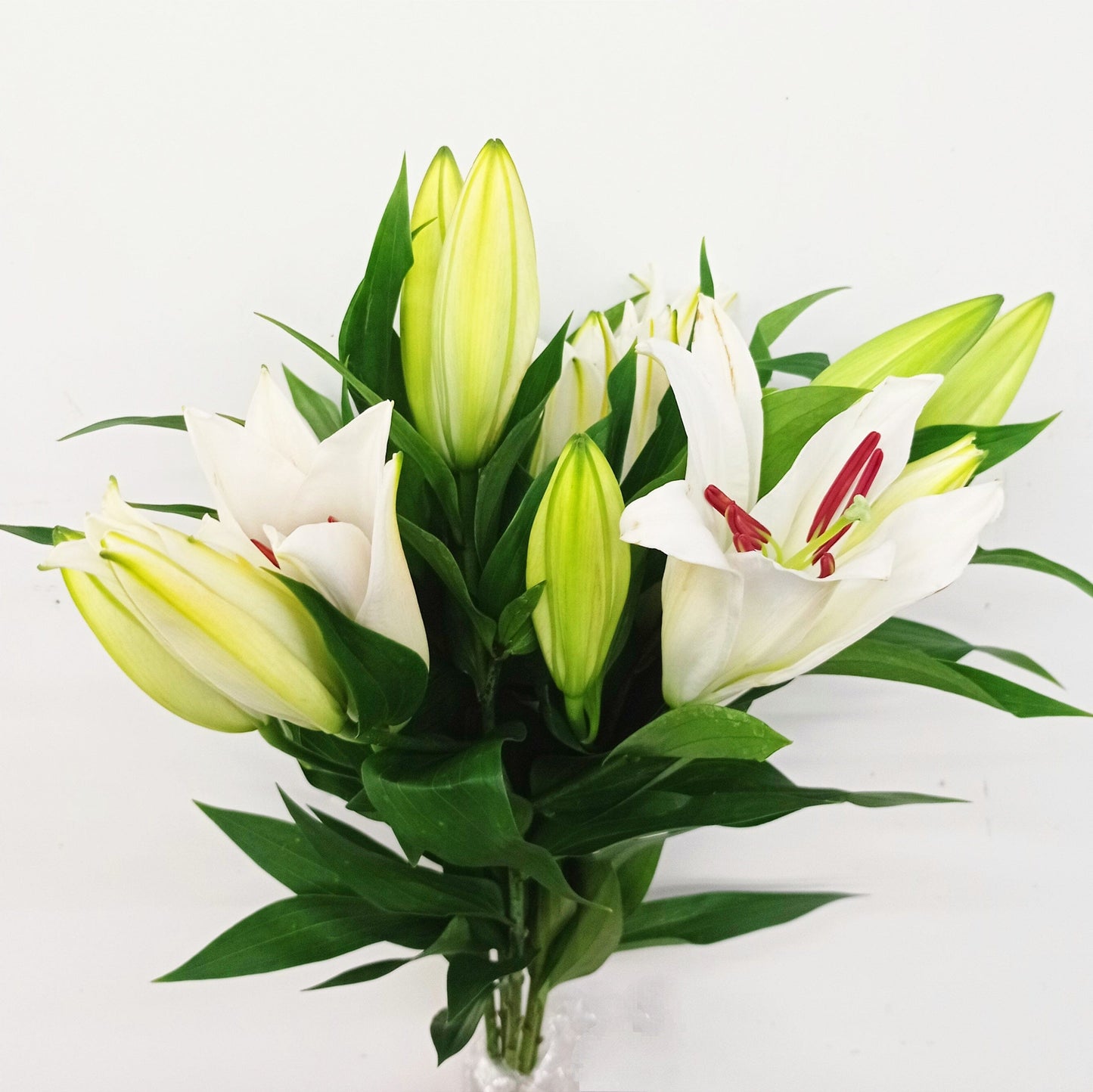 Lily - Oriental Santander White