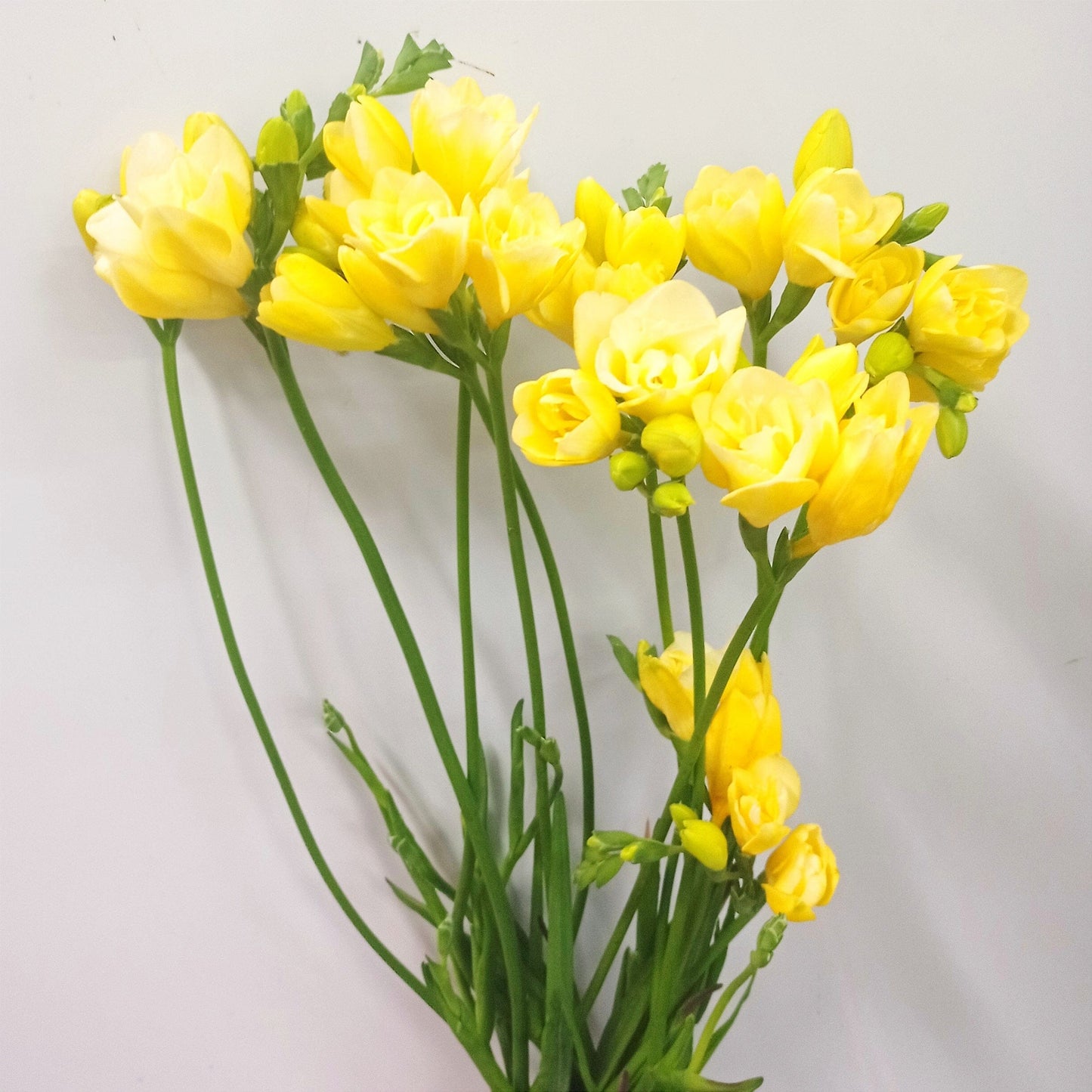 Freesia - Yellow