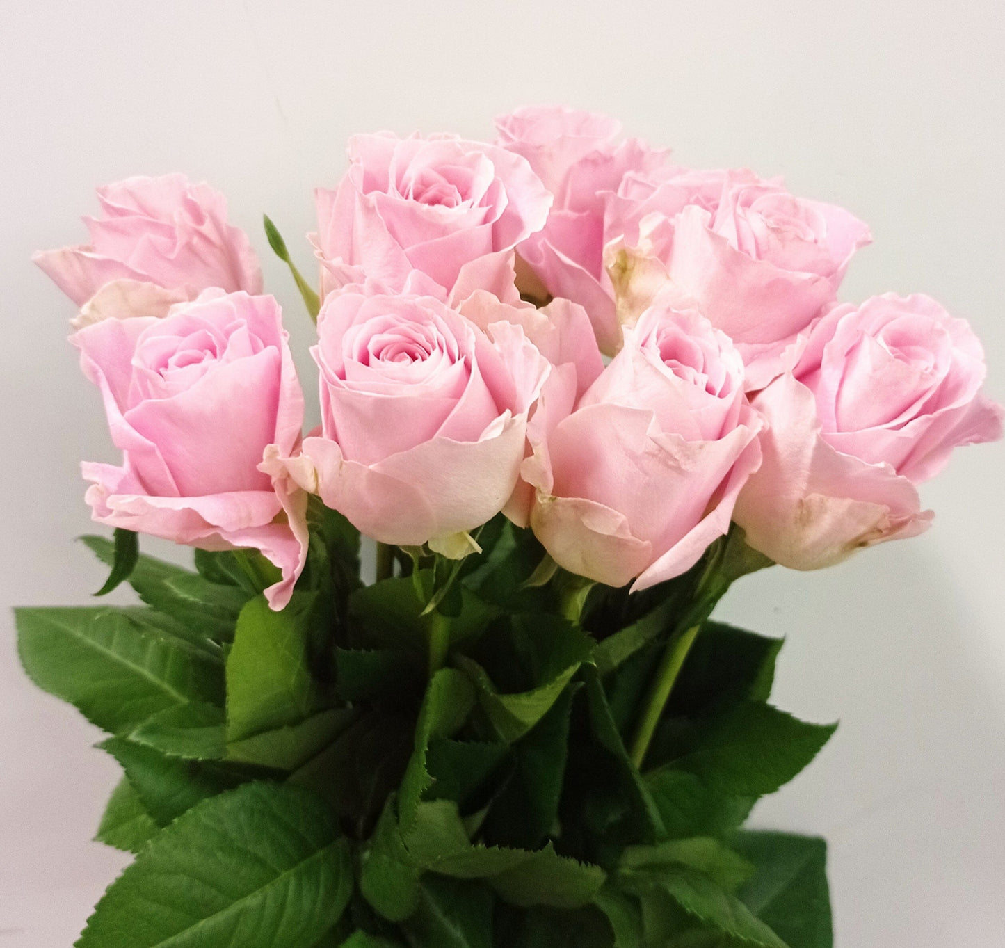 Rose - Pink 50cm [20 Stems]