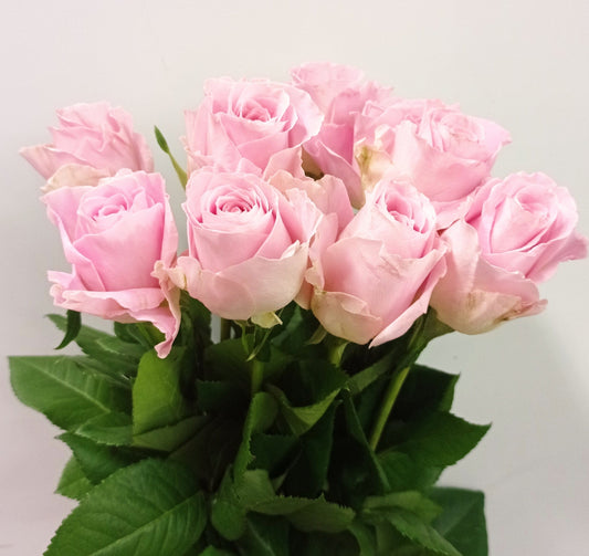 Rose - Pink 50cm [20 Stems]