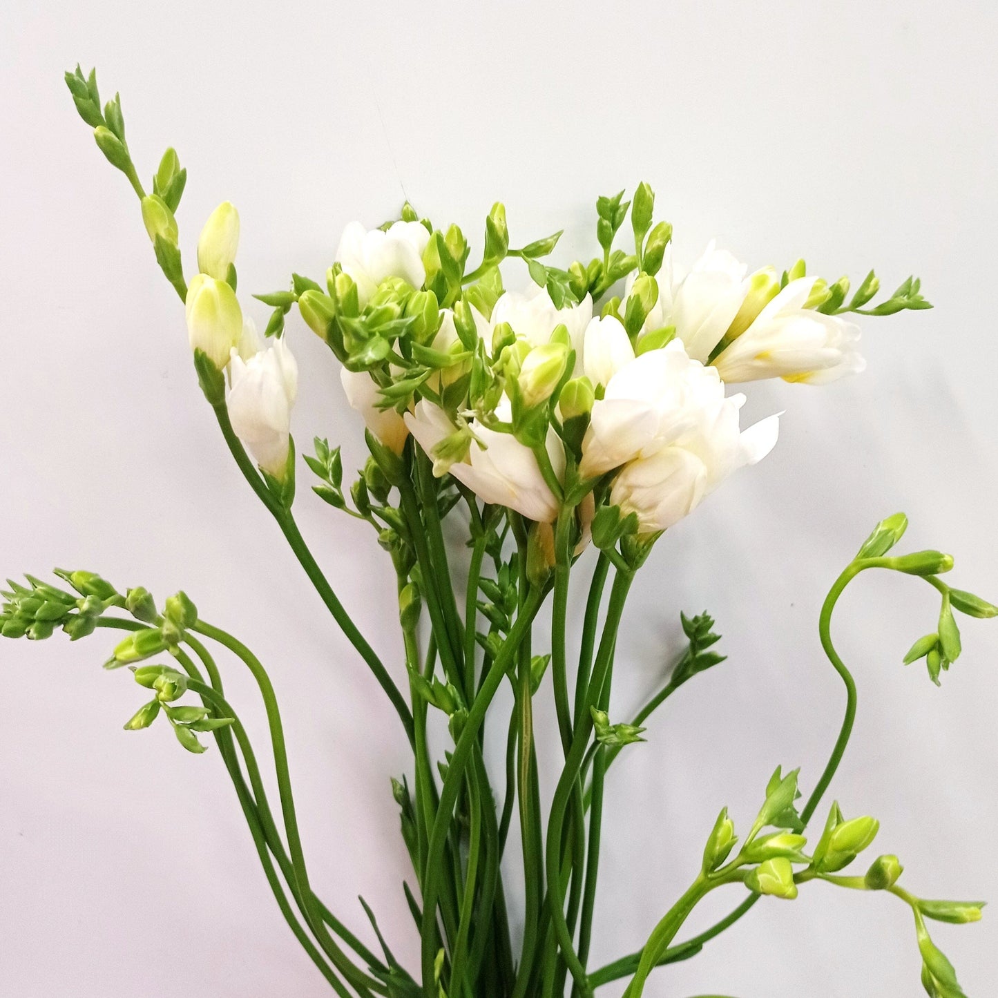 Freesia - White