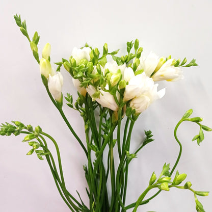 Freesia - White