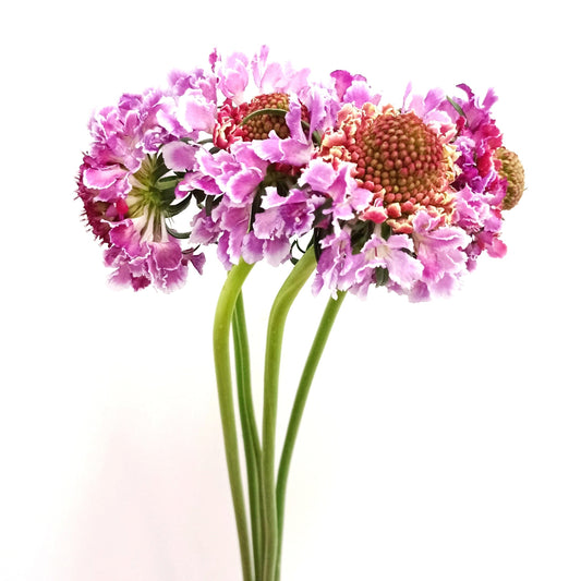 Scabious - Light Purple (10 Stems)