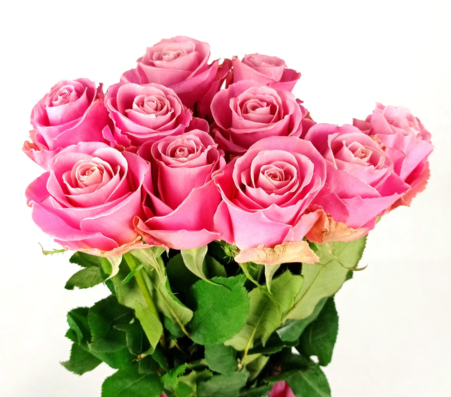 Rose Ace Pink 50cm   - Pink