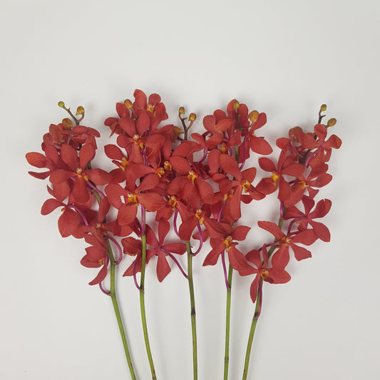 Orchid - Brown (5 Stems) L