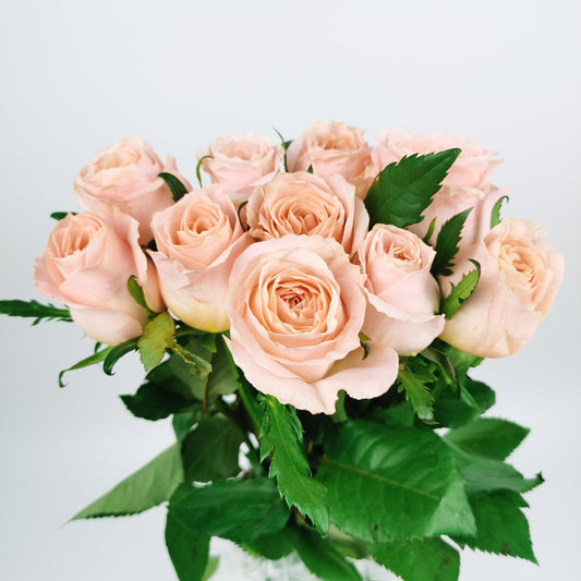 Rose - Shimmer Light Peach Pink [10 Stems]