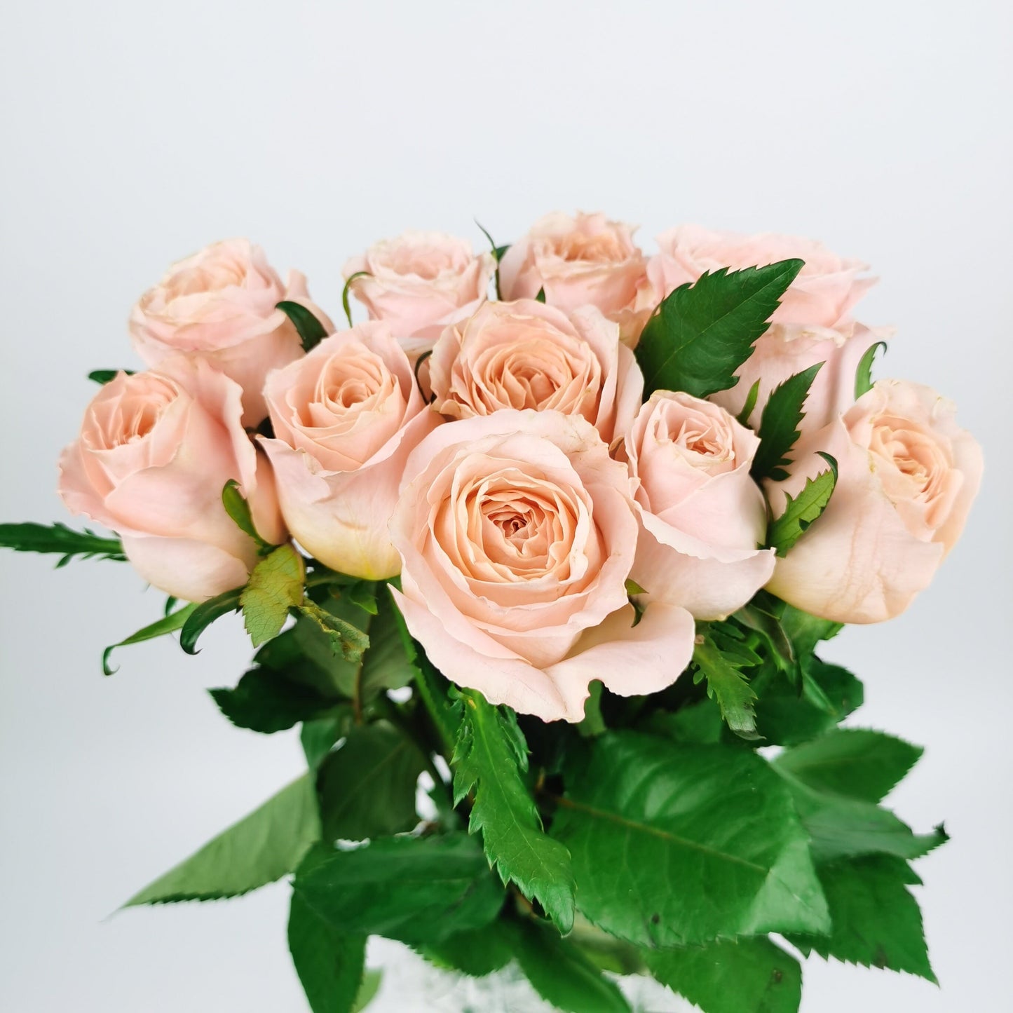 Rose Mayfair 50cm   - Peach  [10 Stems]