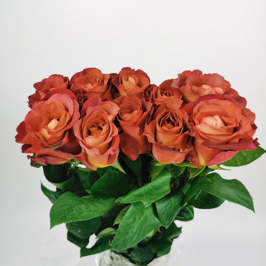 Rose - Coffee Break Brown Orange (10 stems)