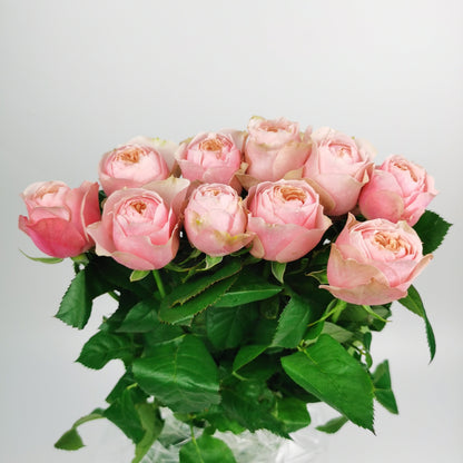 Rose - Butterfly Pink (10 stems)