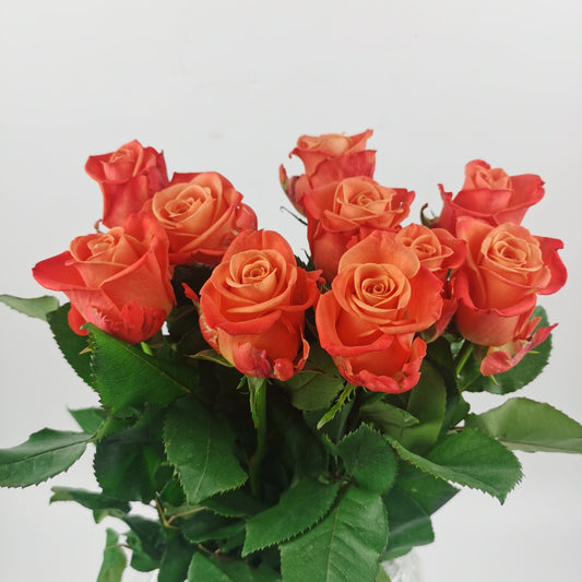 Rose 50cm- Orange Blush [10 Stems]