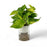 Epipremnum Green P110 (Hydroponic Pot)