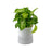 Syngonium Green P110 (Hydroponic Pot)