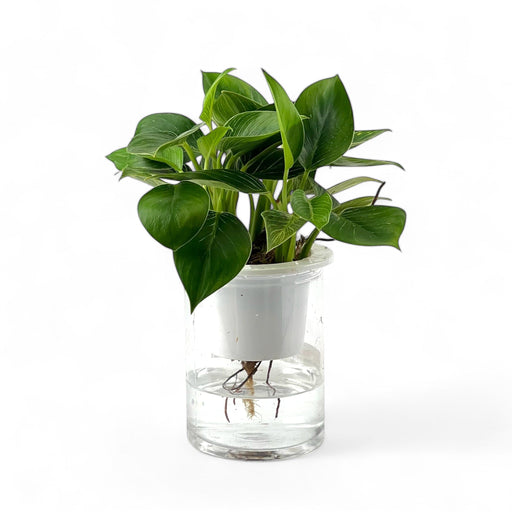 Philodendron Birkin P110 (Hydroponic Pot)