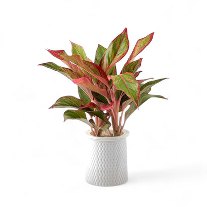 Aglaonema Siam Aurora P110 (Hydroponic Pot)